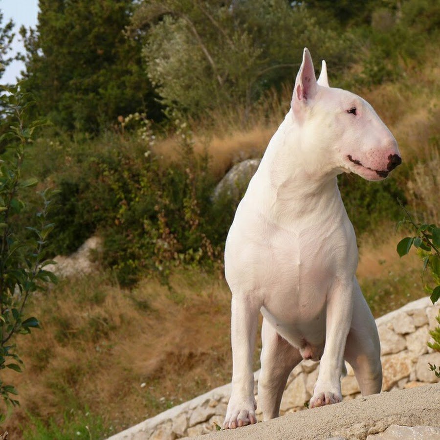 Бойцовский бультерьер