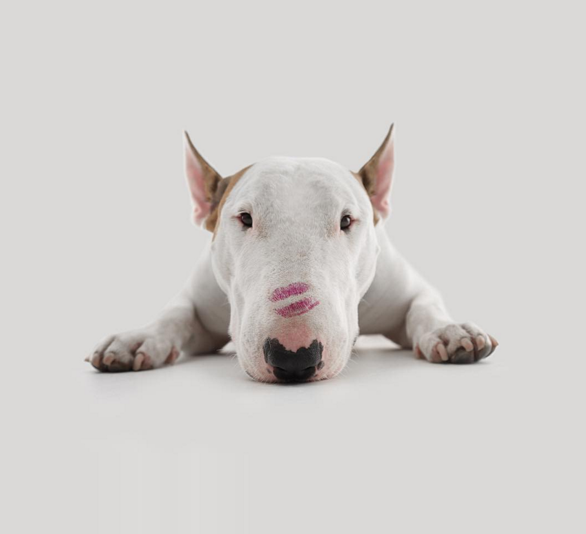 Английский бультерьер