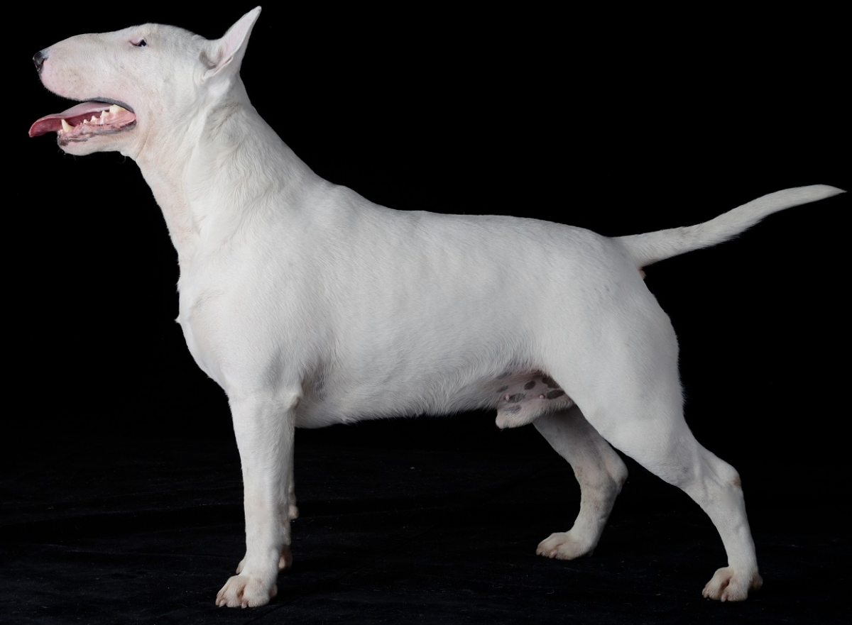 Бультерьер Хинкса