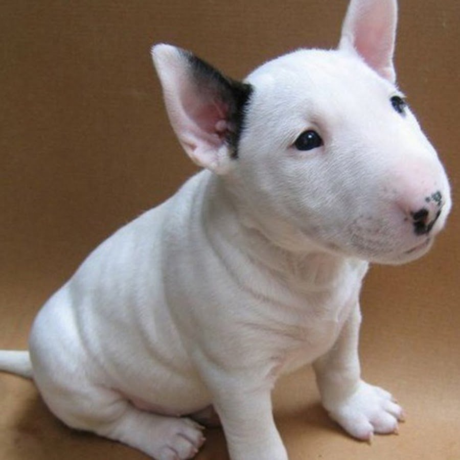 Порода бультерьер