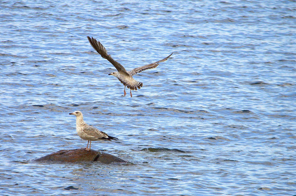 Чайка финский залив