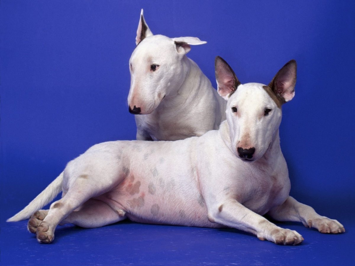 Бойцовский бультерьер