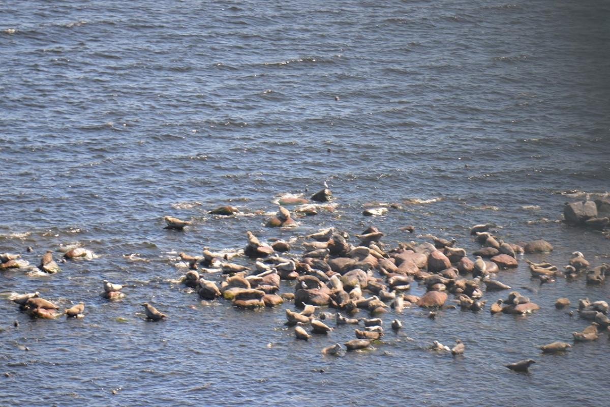 Птицы побережье финского залива