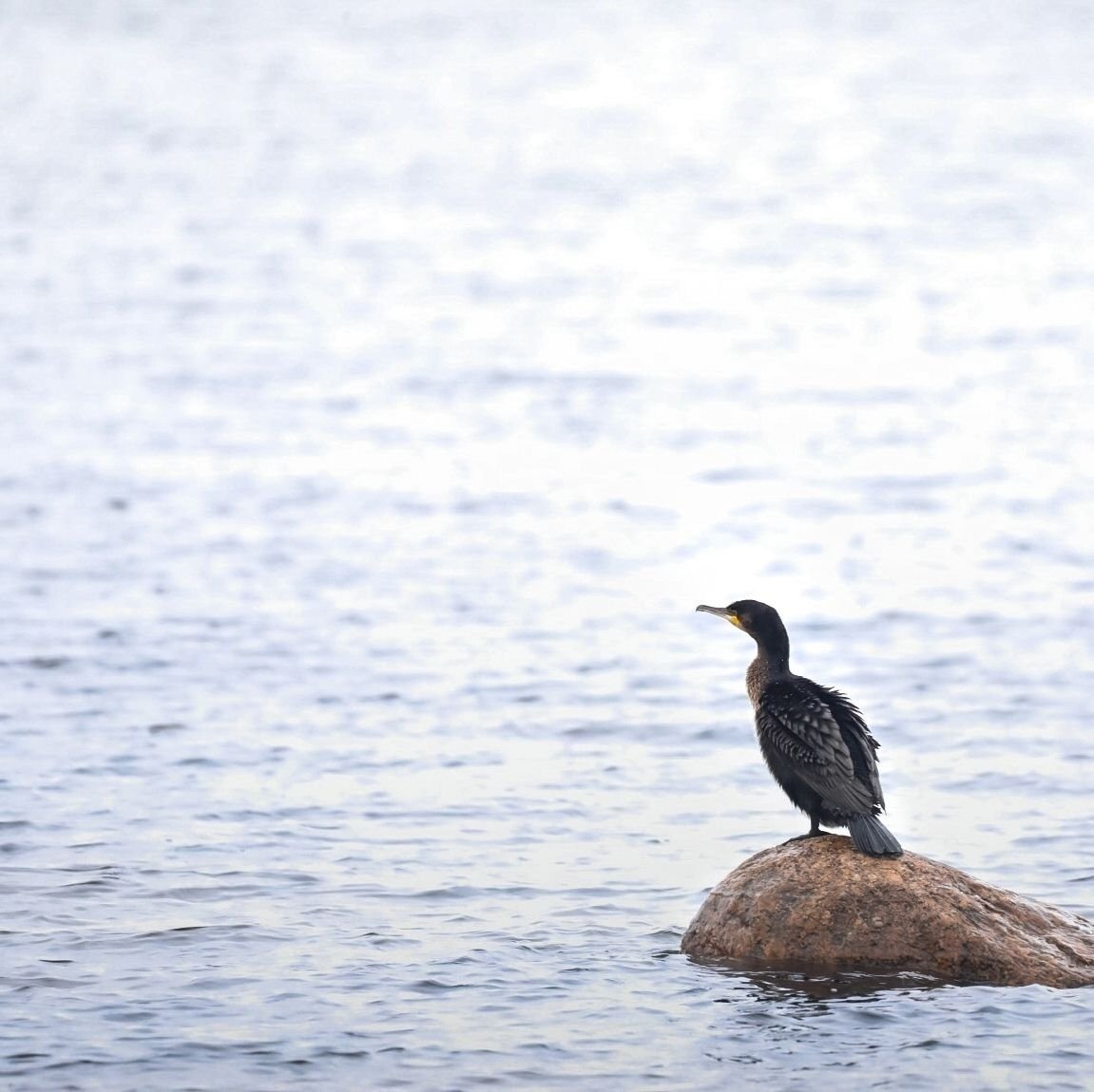 Птицы финского залива Ленинградской