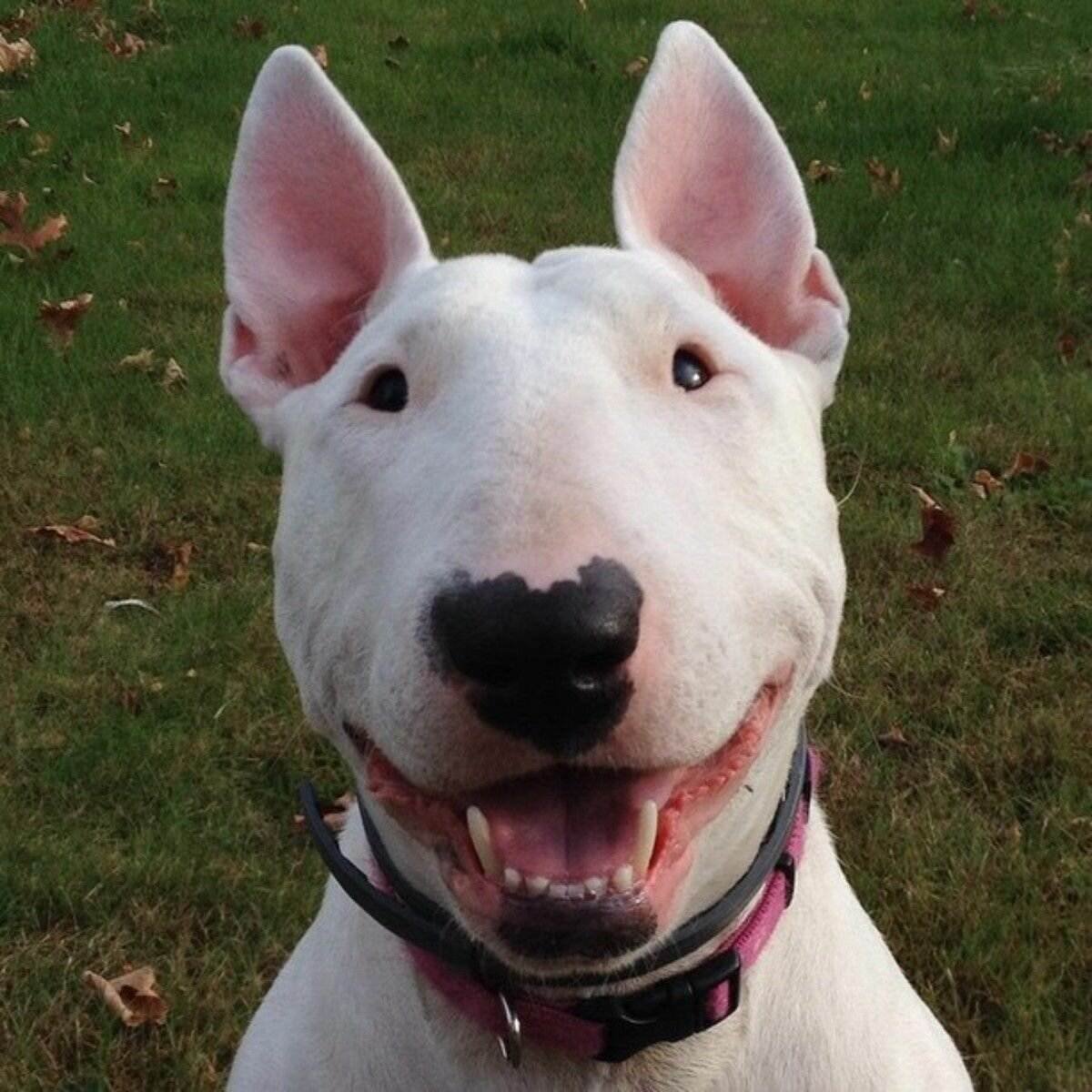 Английский бультерьер стандарт