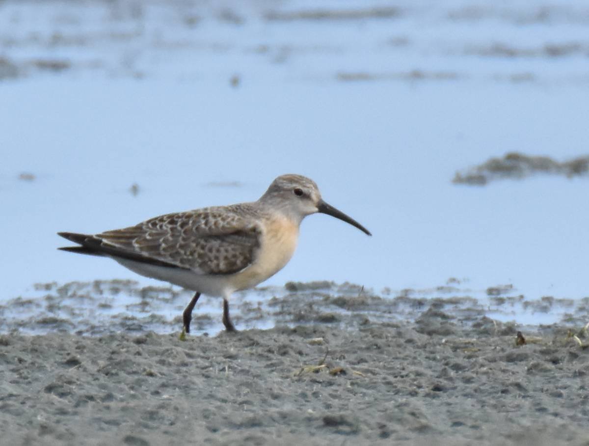 Пятнистый Баклан финский залив