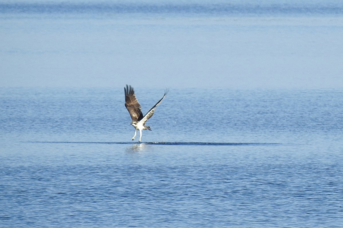 Звери и птицы на берегу финского залива