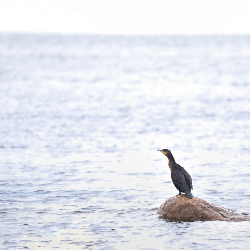 Александр Перевозов водоплавающие птицы