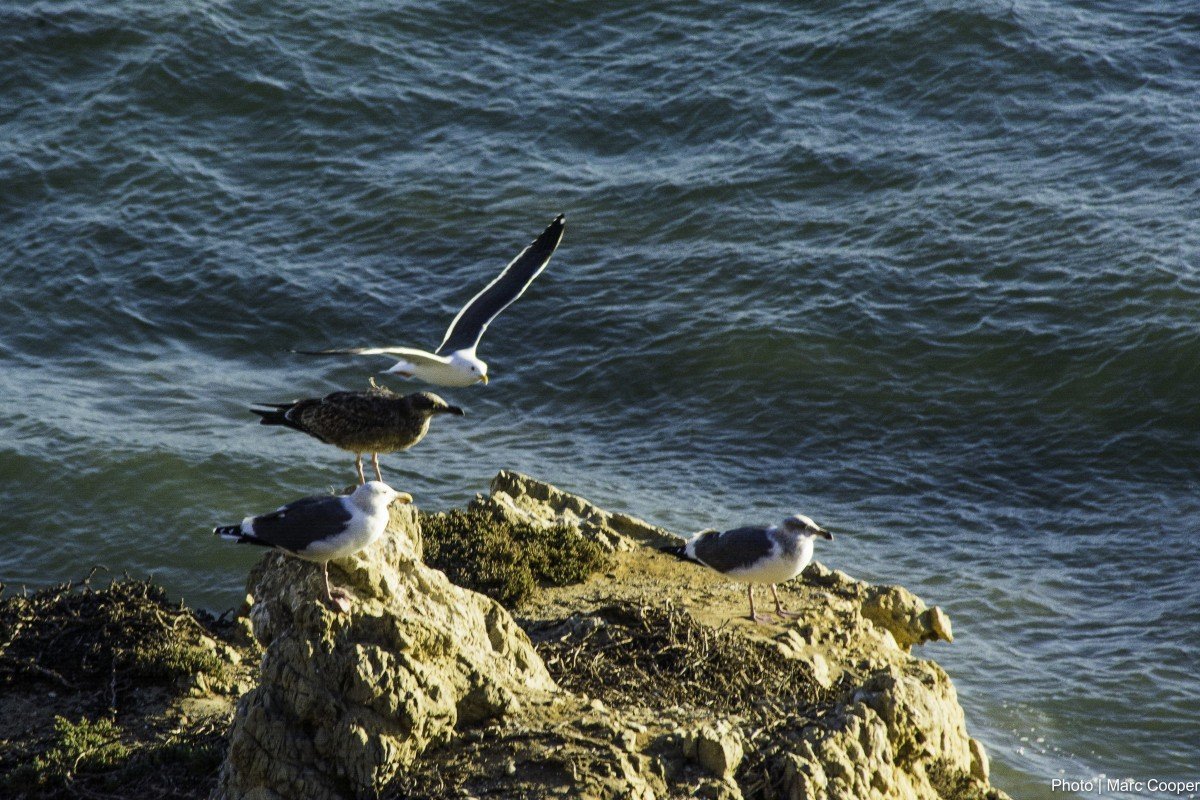Серые тюлени в финском заливе