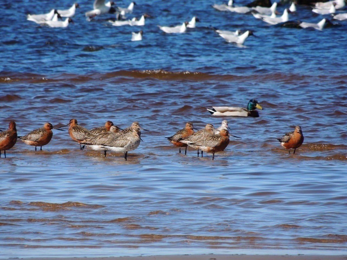 Птичка финский залив водоплавающие