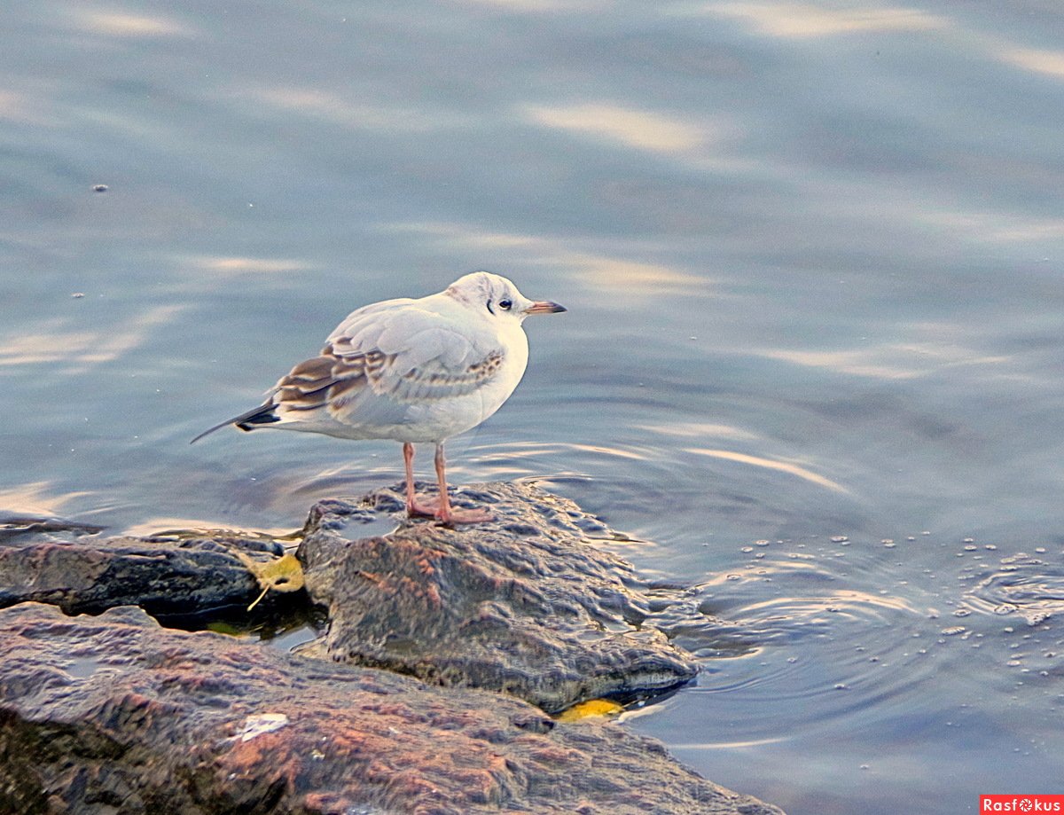Чайка финский залив