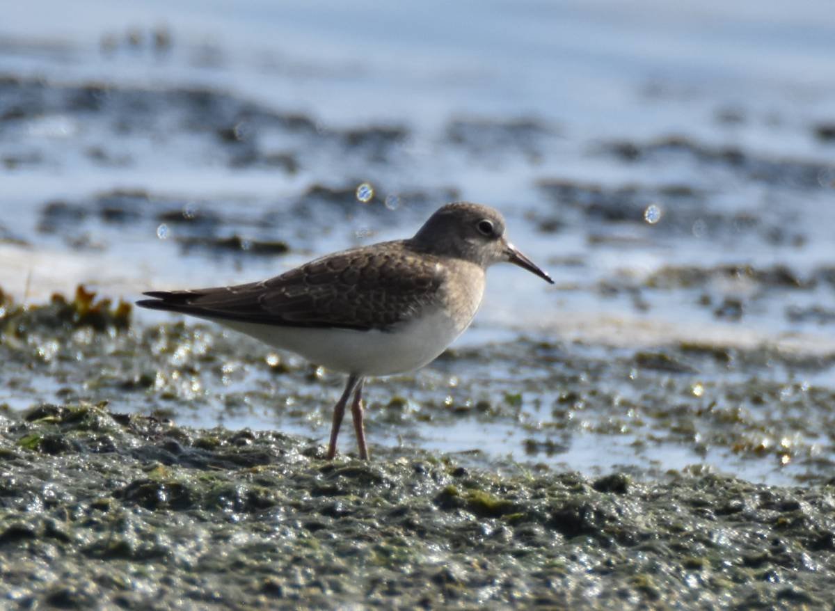 Чайки финского залива