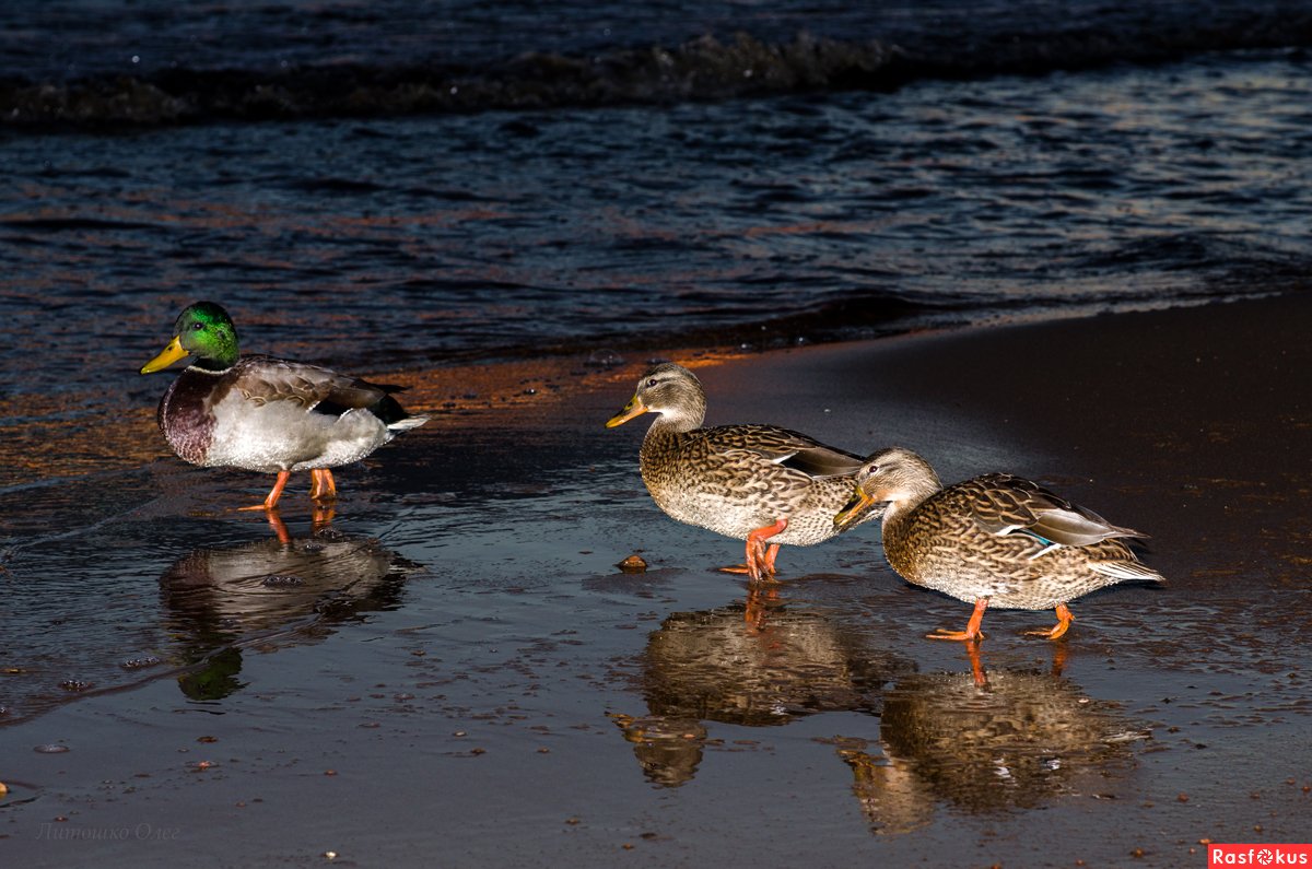 Водоплавающие птицы финского залива