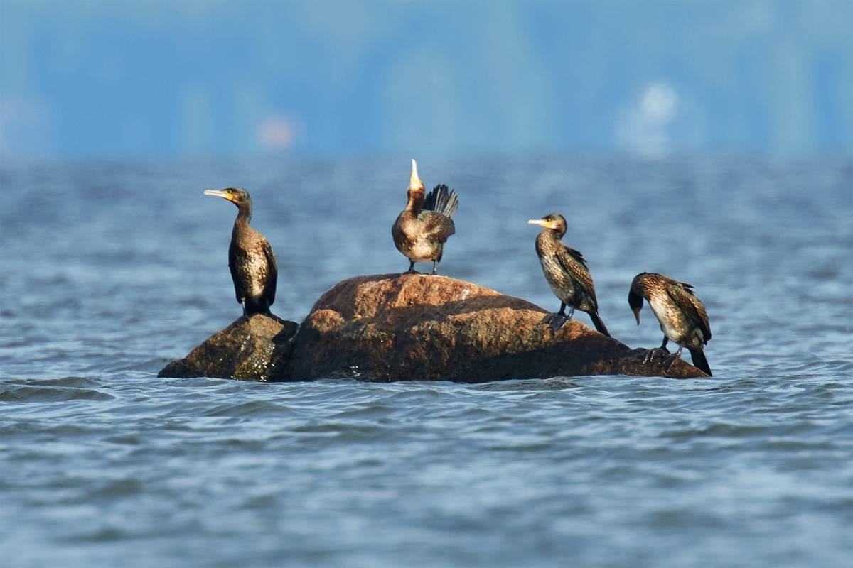 Водоплавающие птицы финского залива