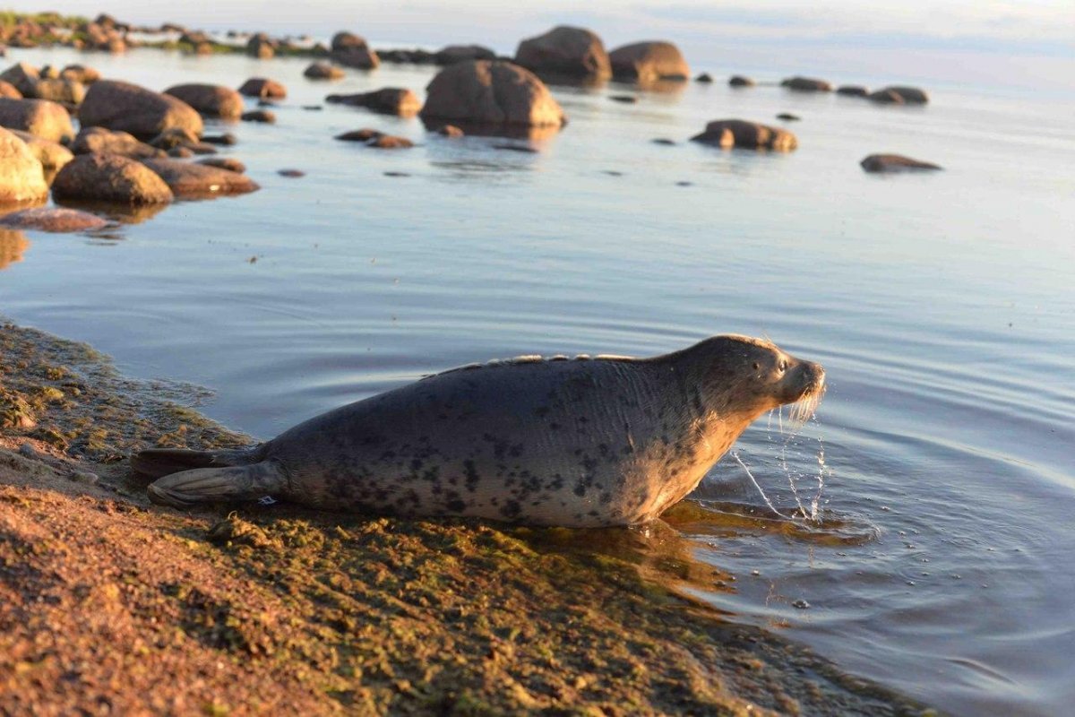 Лебеди на финском заливе