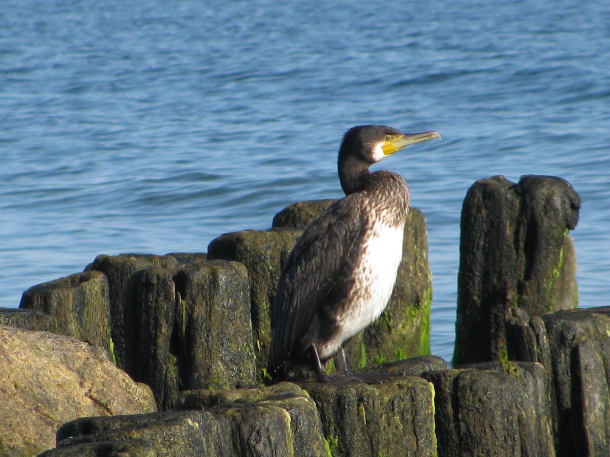 Копорская губа финский