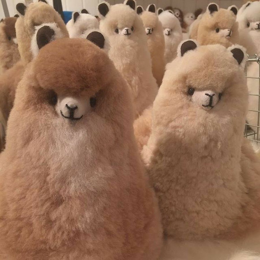 Альпаки маленькие пушистые