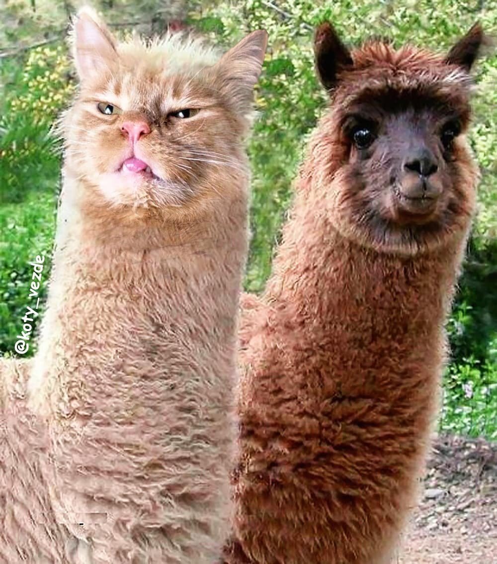 Альпака ест банан