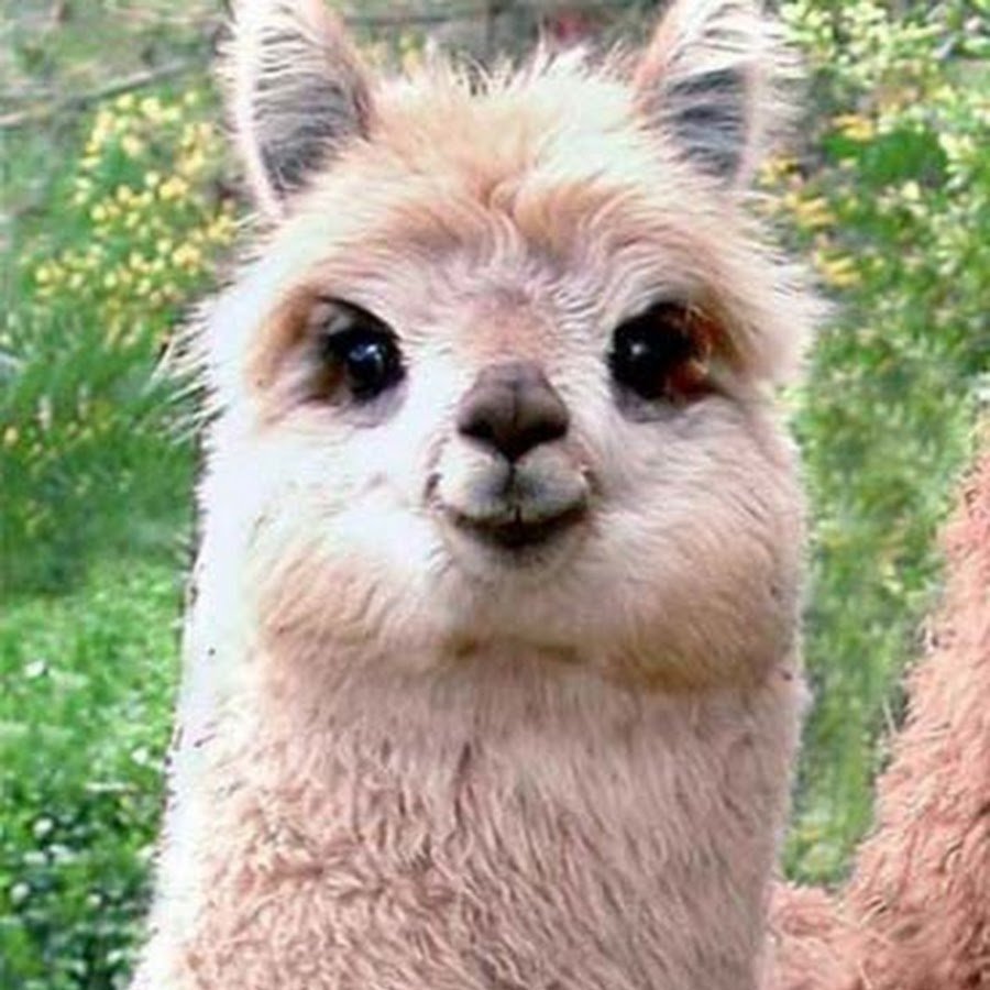 Альпака зубы