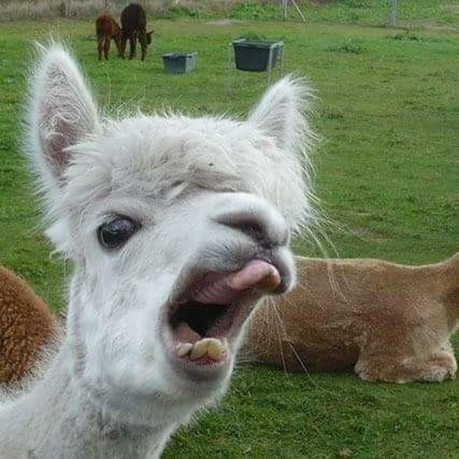 Упоротая альпака