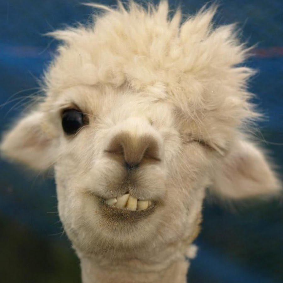 Лама улыбается