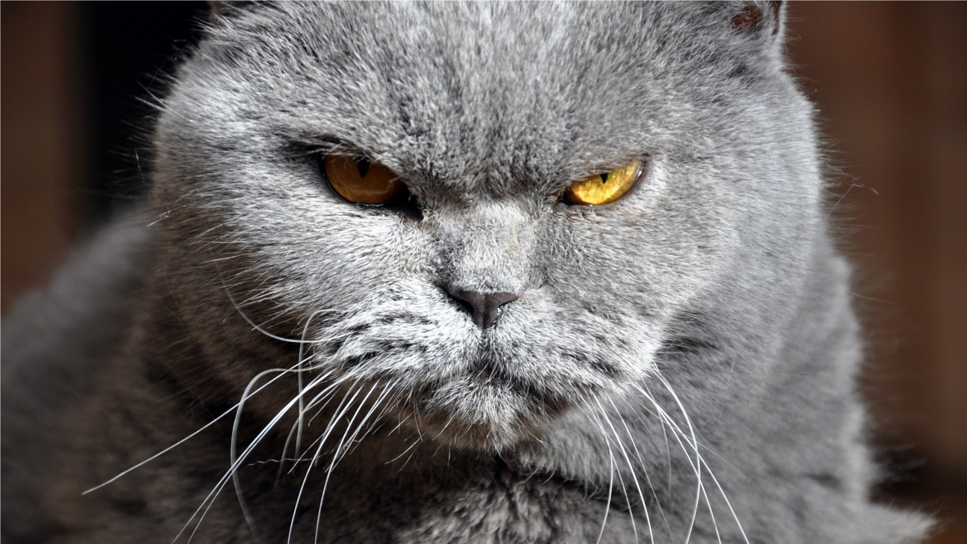 Британские кошки злые - 74 фото