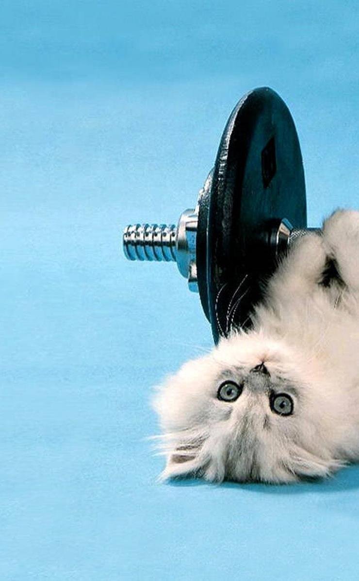 Котик занимается спортом