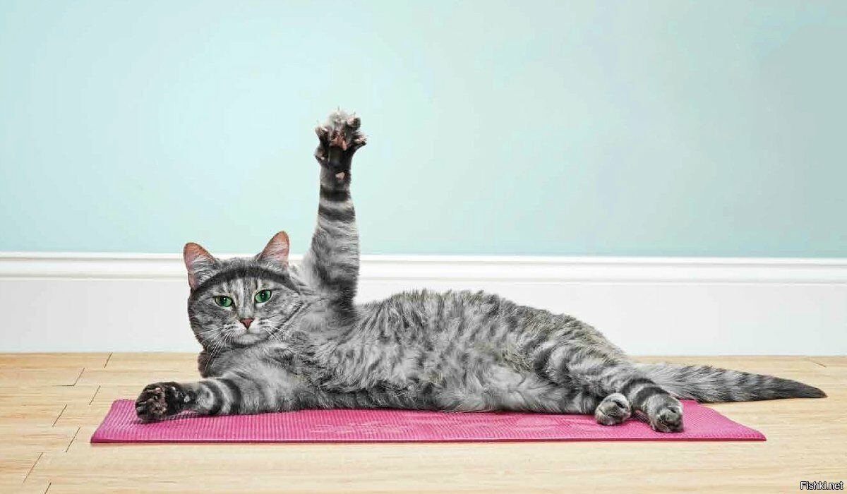 Кот мотивация