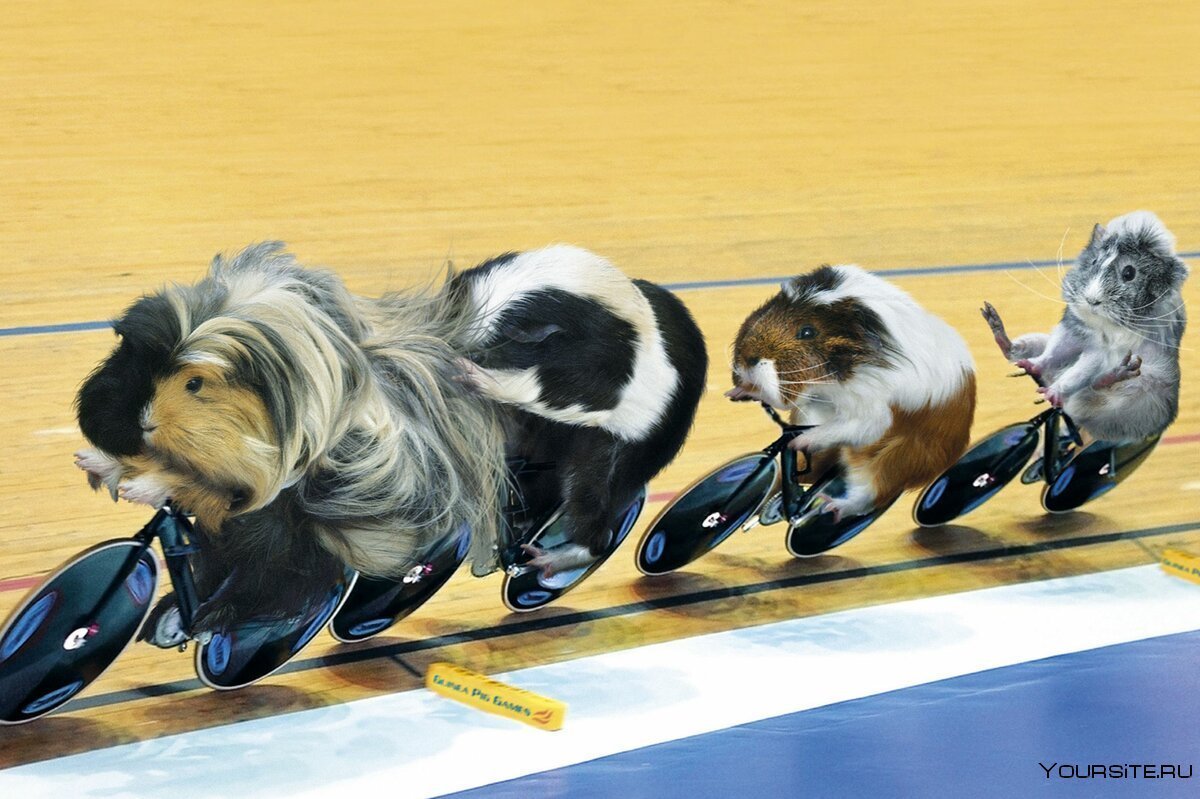 Животные в боксерских перчатках