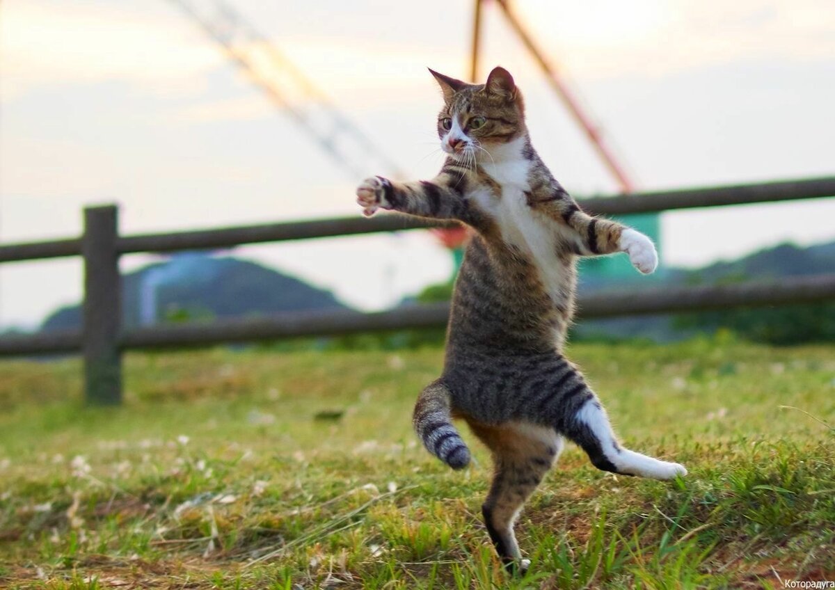 Доброе утро с серым котом