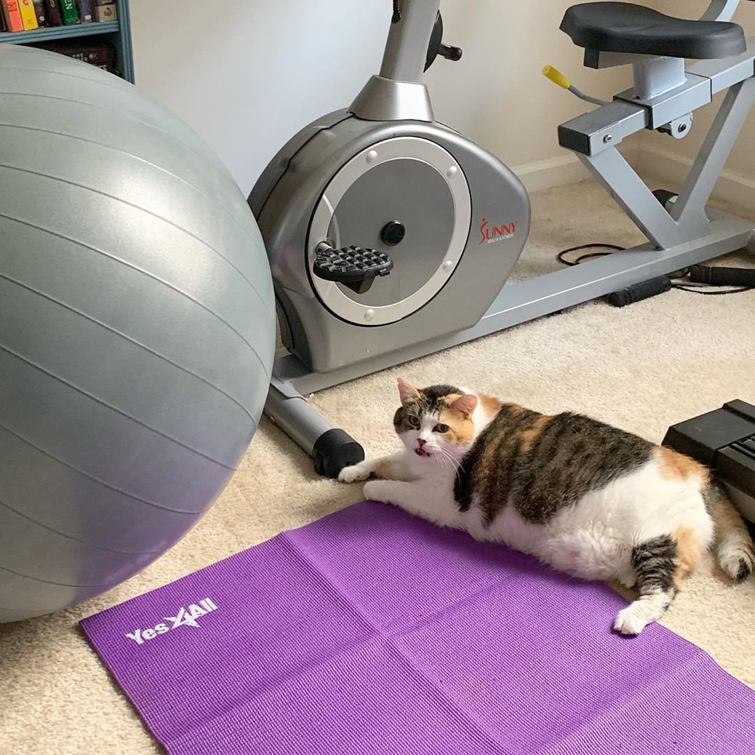 Кошка бегает