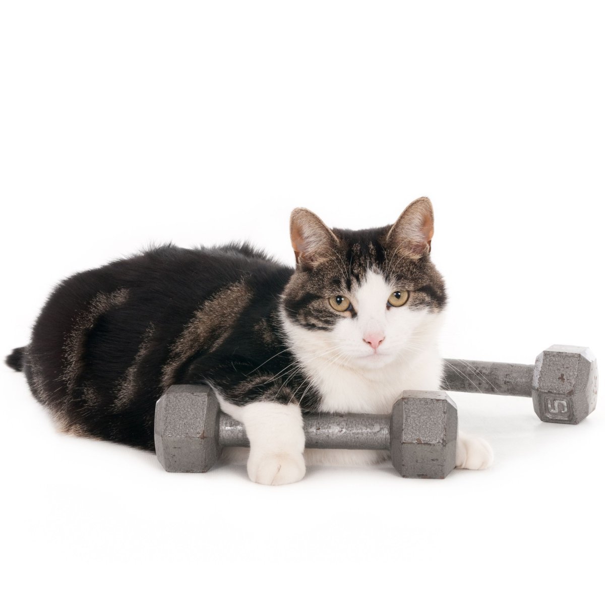 Здоровая кошка