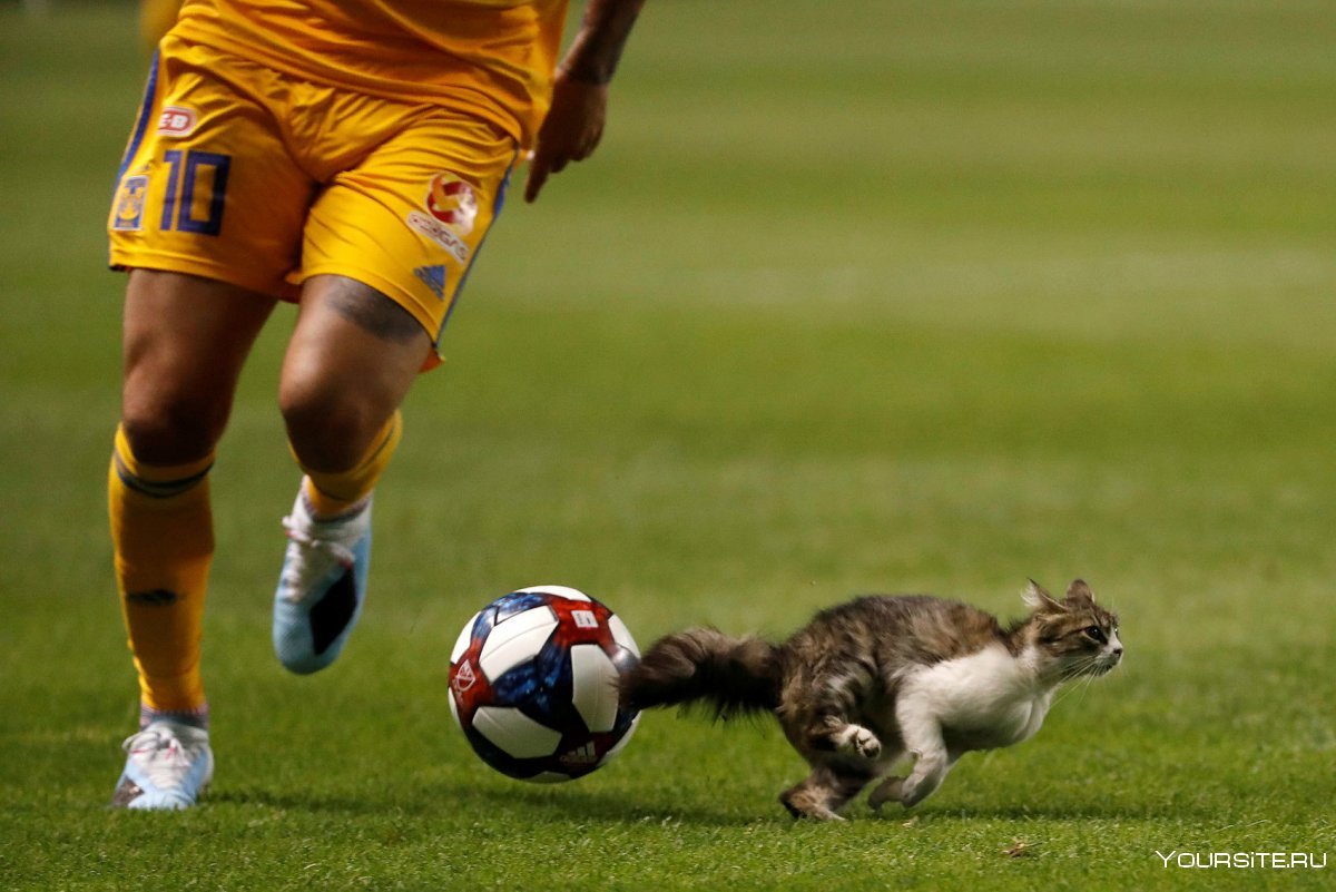 Животное со штангой