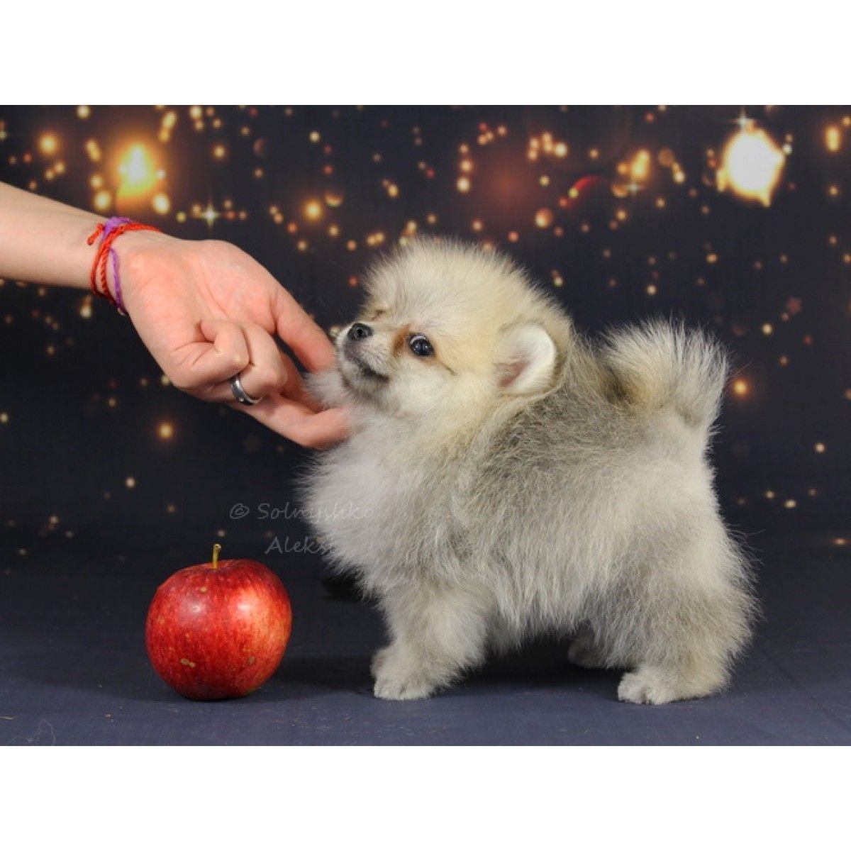 Шпиц Фантом