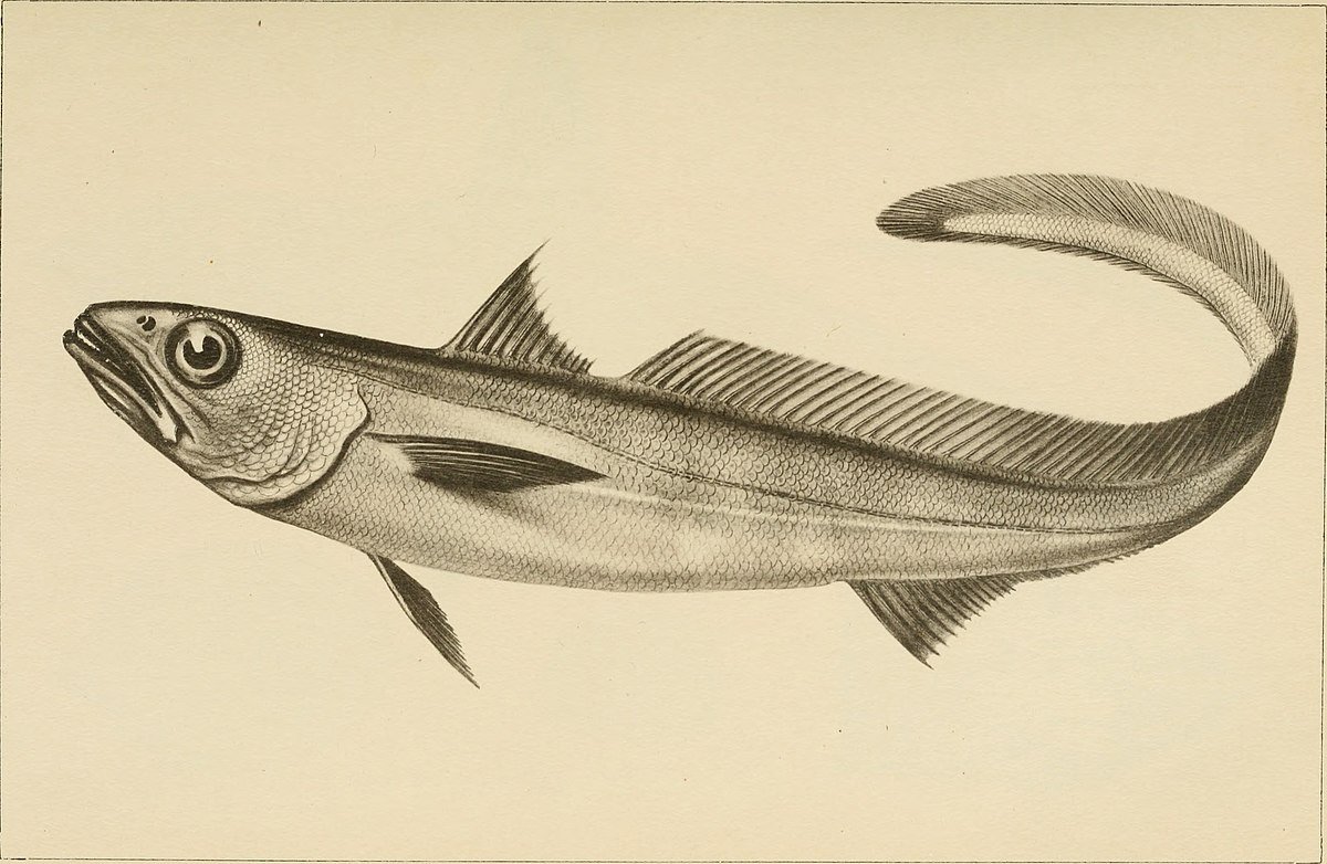 Macruronus magellanicus