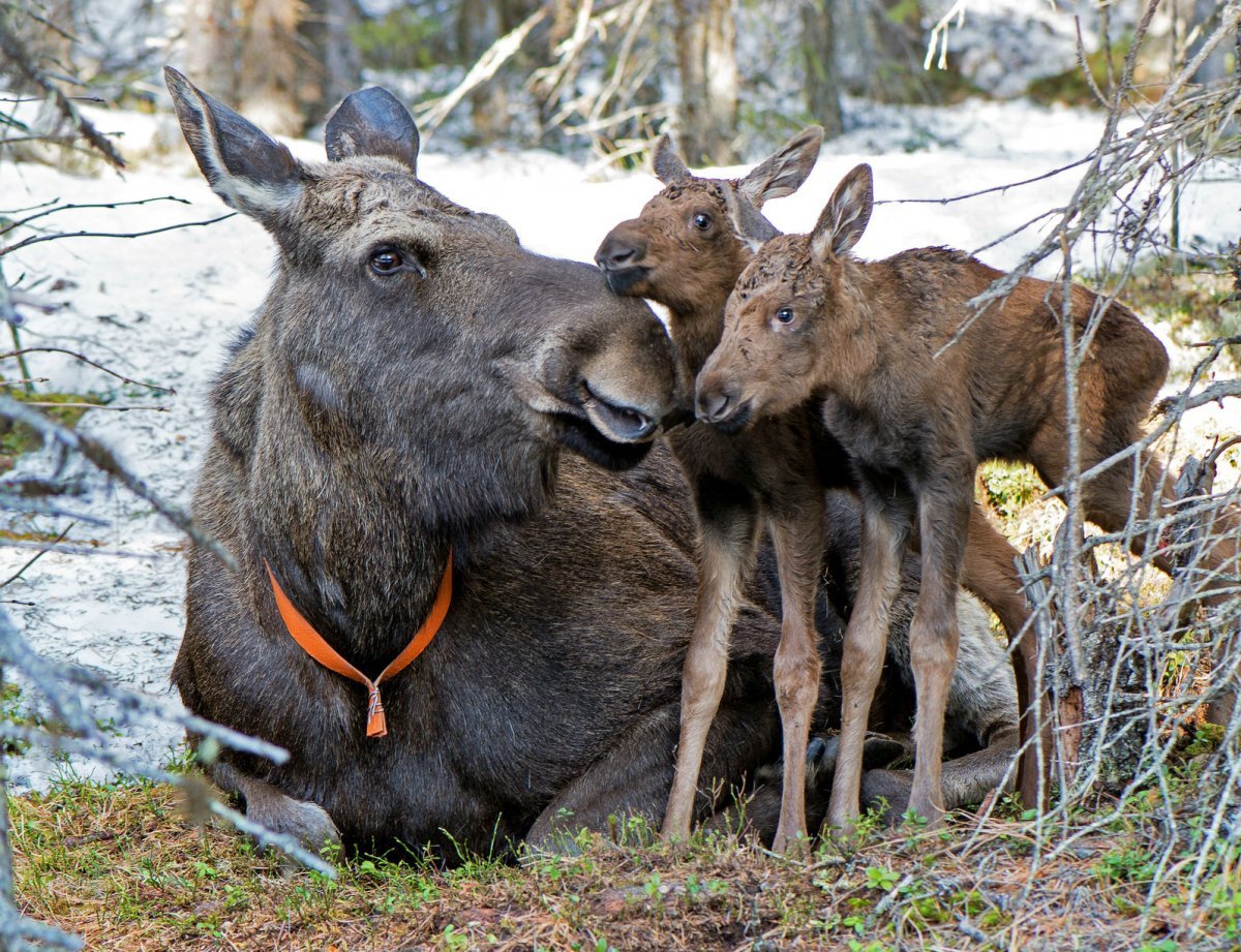 Печоро-Илычский заповедник лосеферма