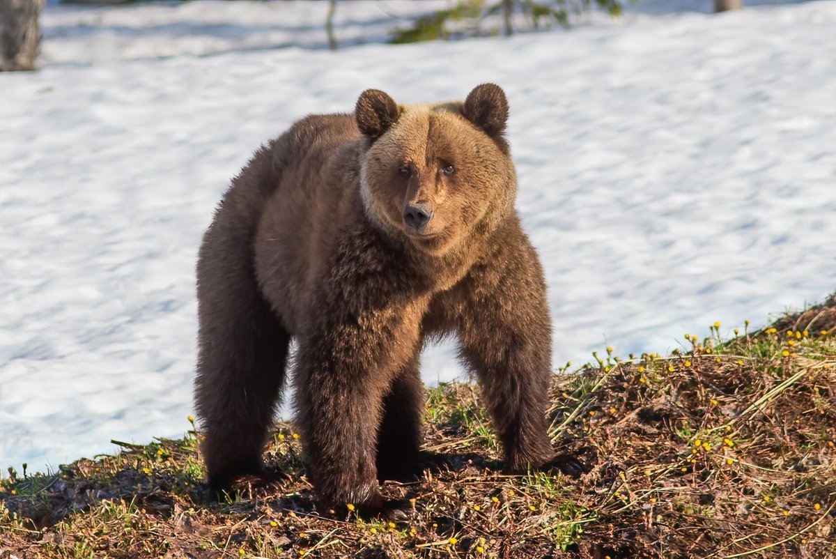 Медведь Печоро-Илычский заповедник
