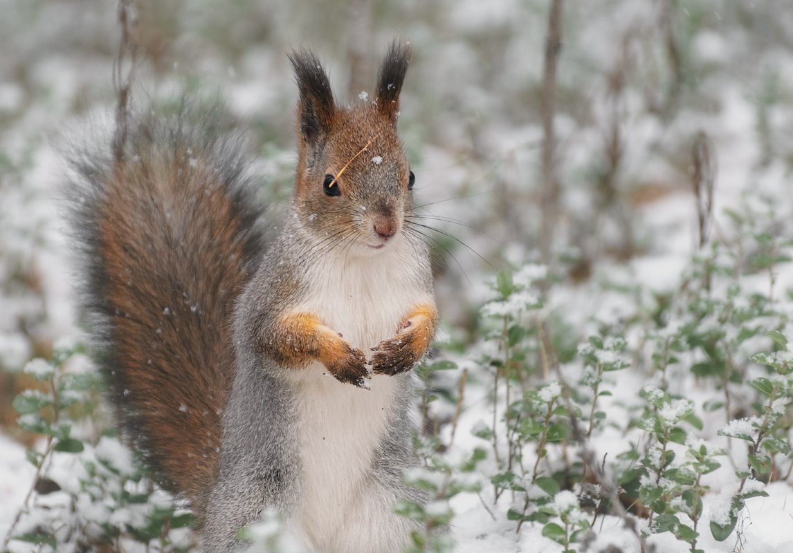 Медведи в Печоре