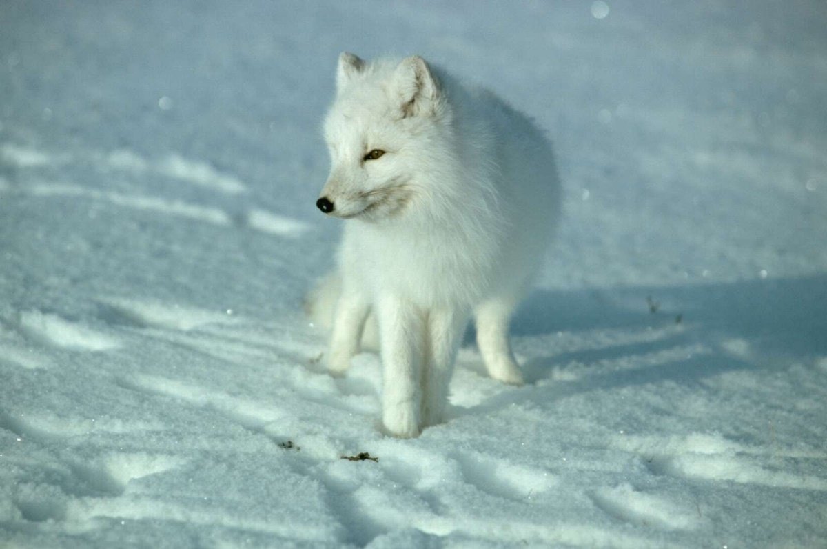 Печоро-Илычский заповедник