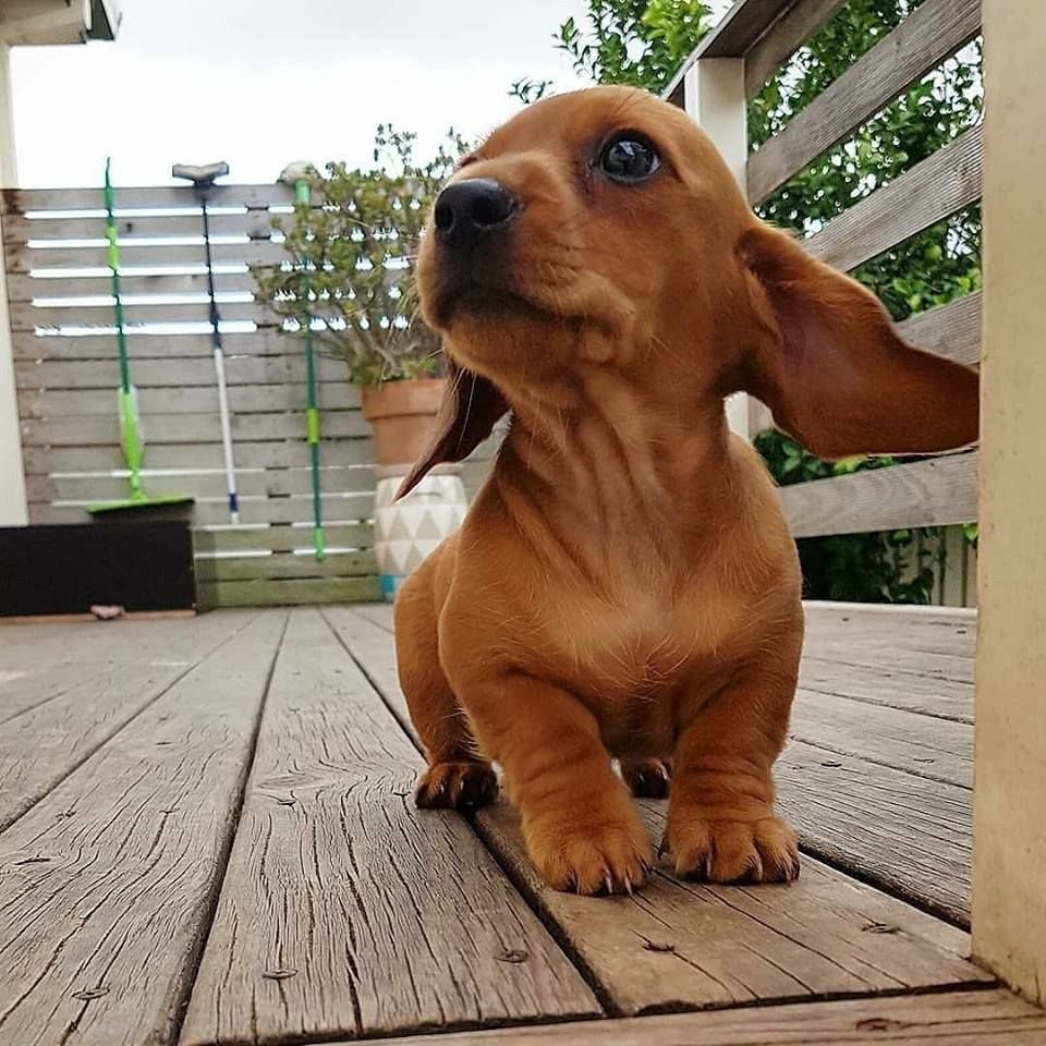 Милые породы собак