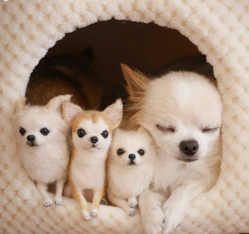 Чихуахуа пушистые щеночки