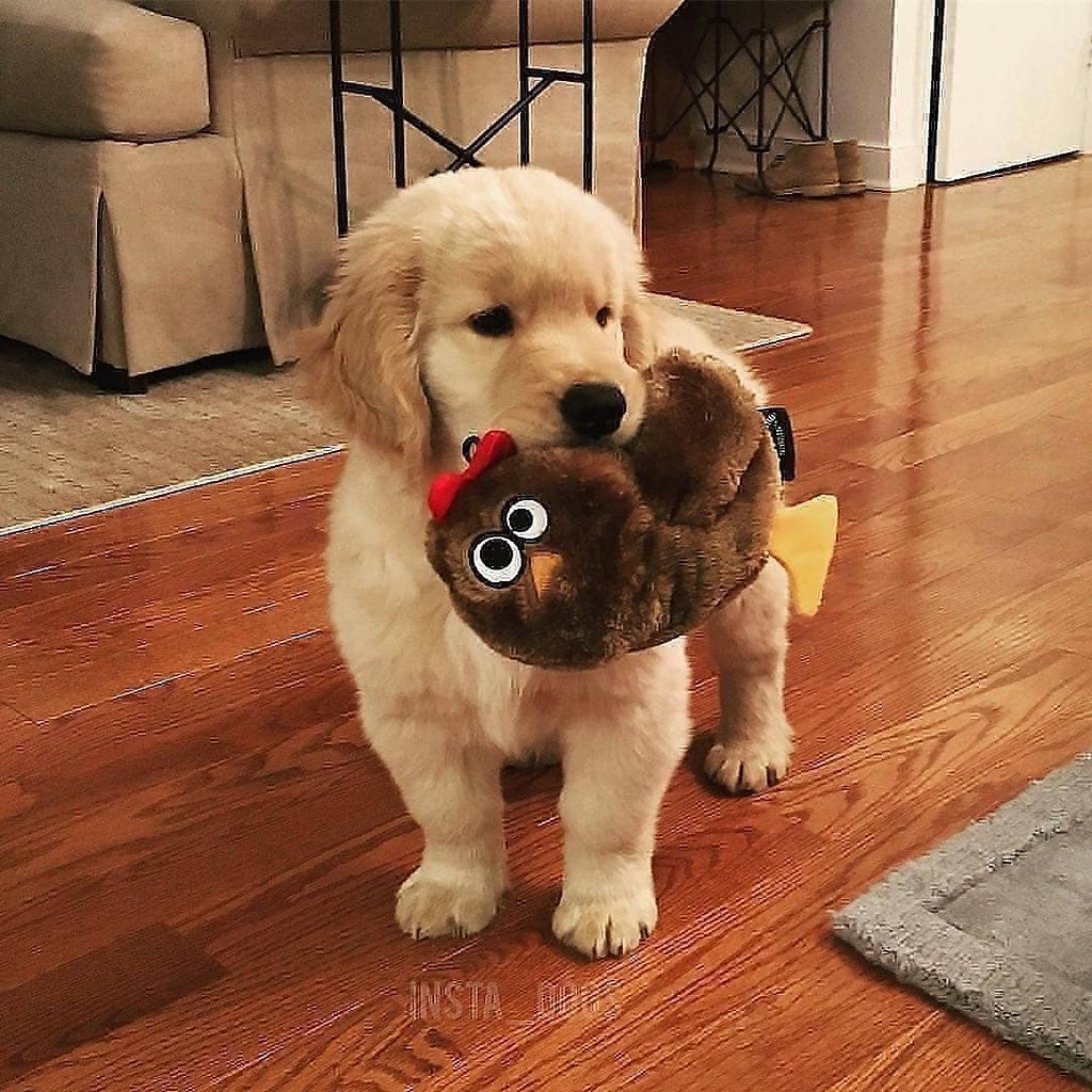 Красивые собачки большие