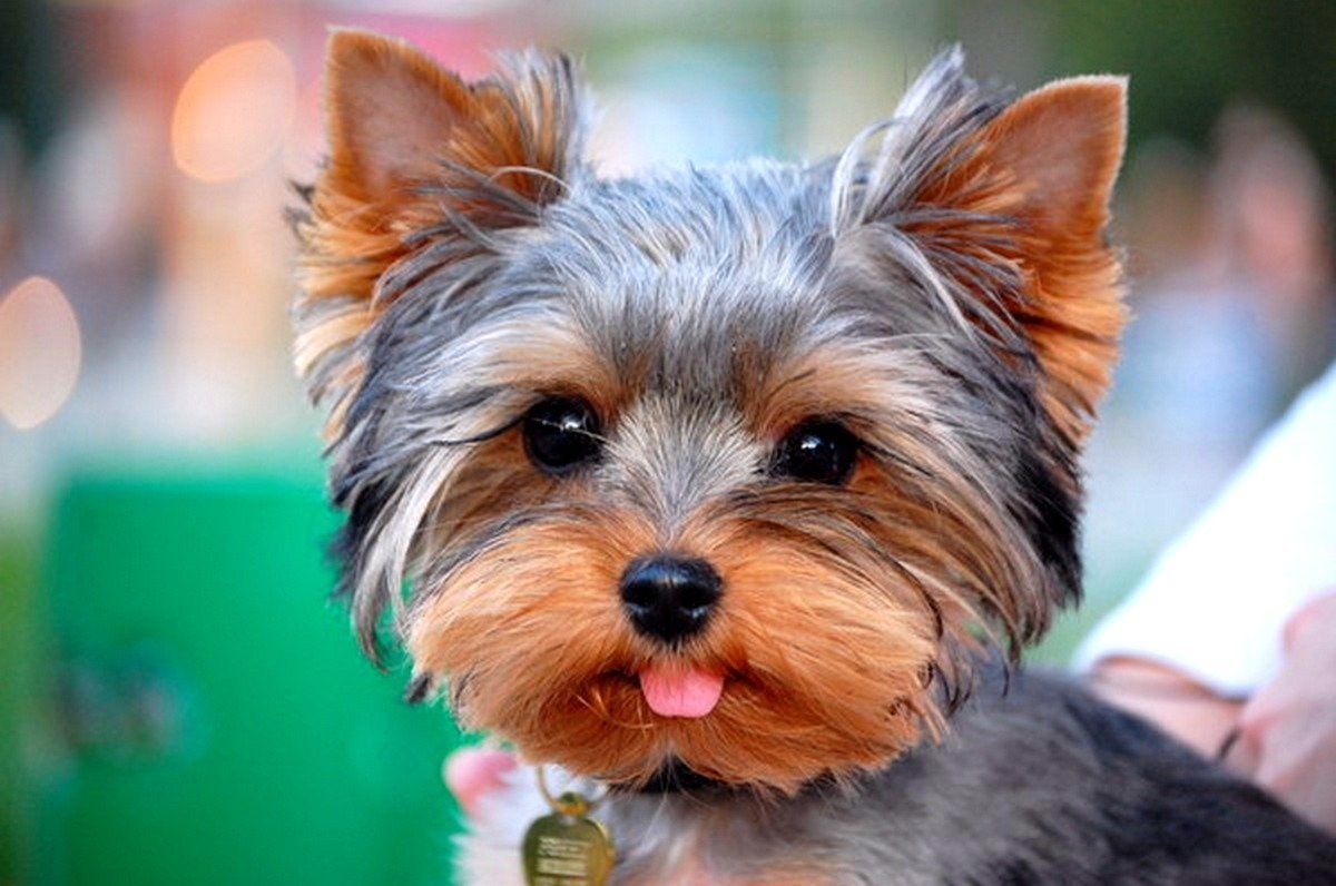 Йоркширский терьер вельш