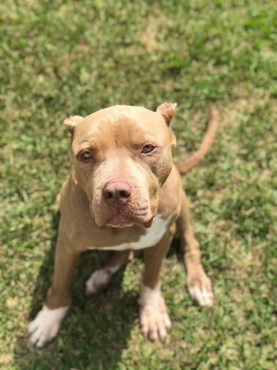 Домашний питбультерьер