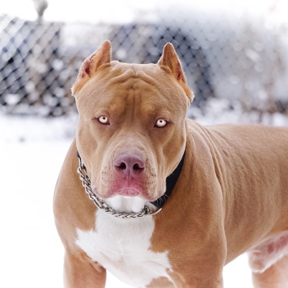 Питбуль с огромными зрачками