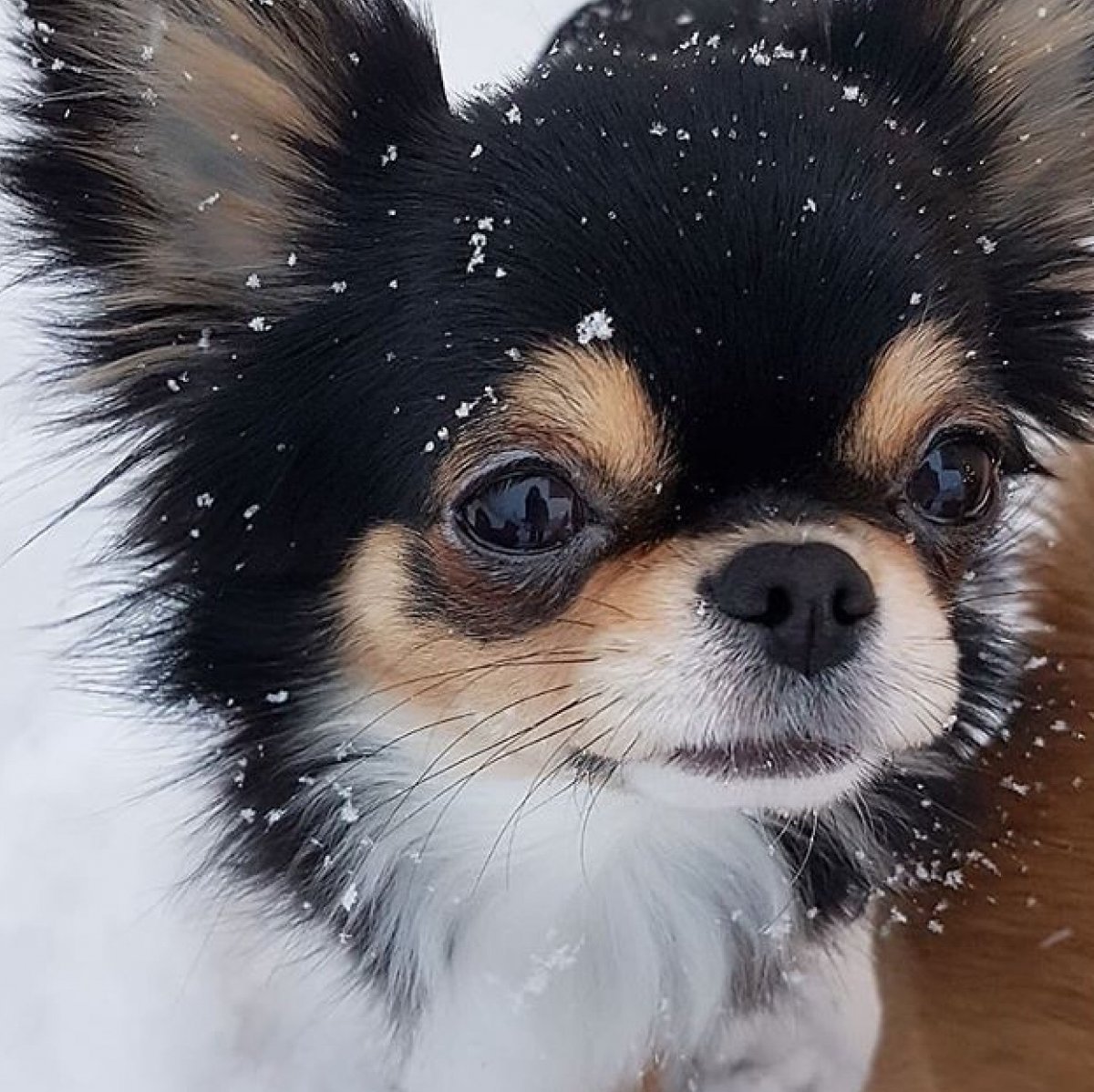 Чихуахуа пушистые