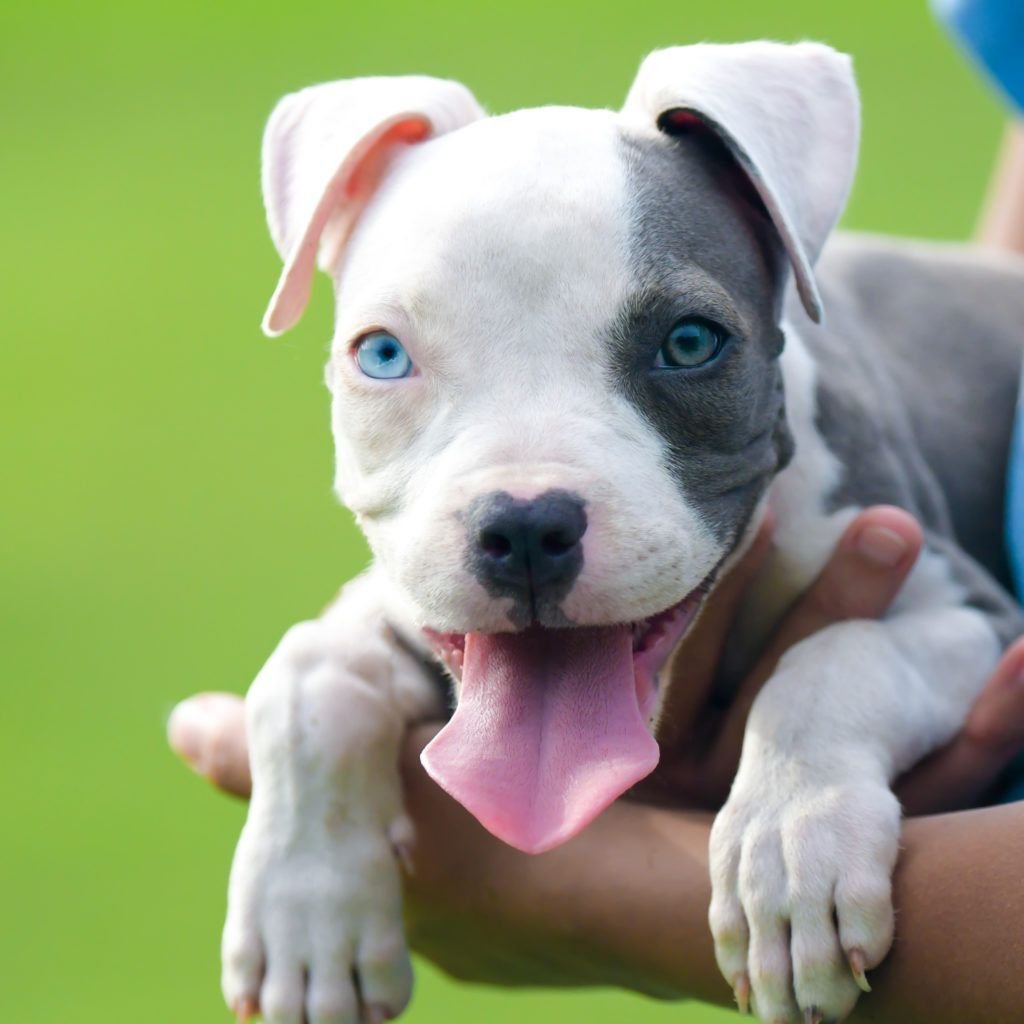 Red nose питбуль щенки