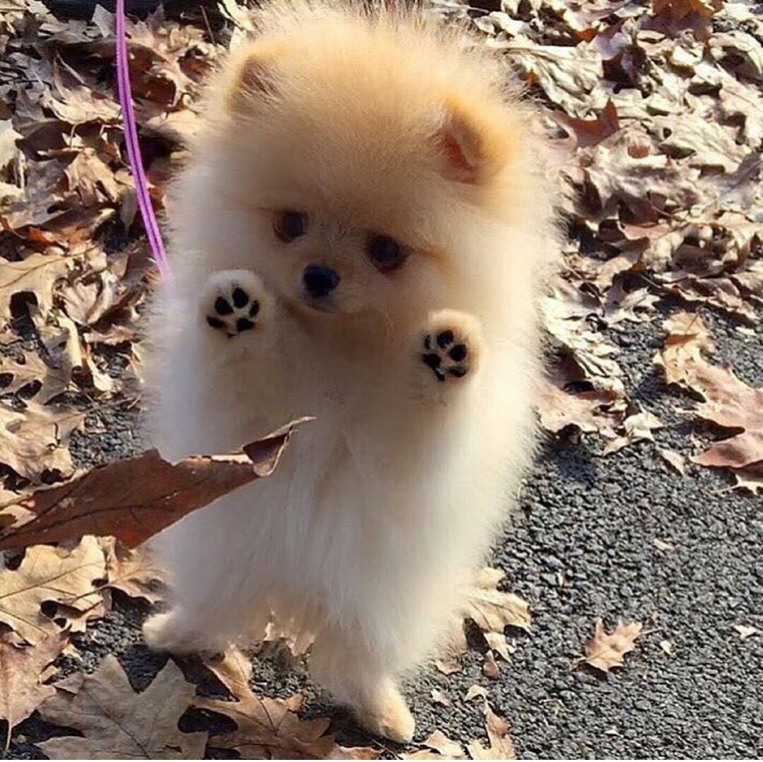 Шпиц флаффи