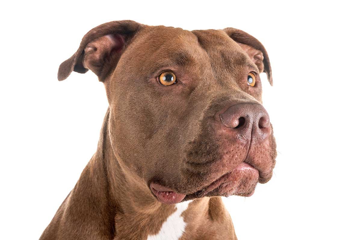 Американский питбультерьер терьер