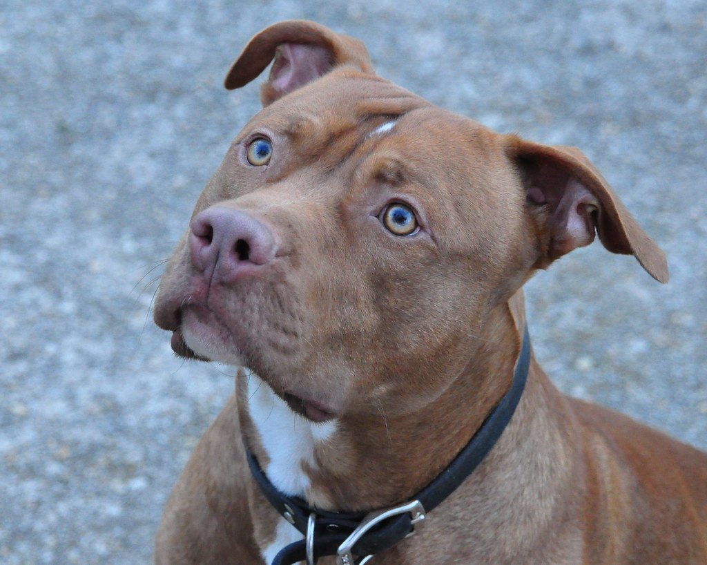 Питбуль ред ноуз